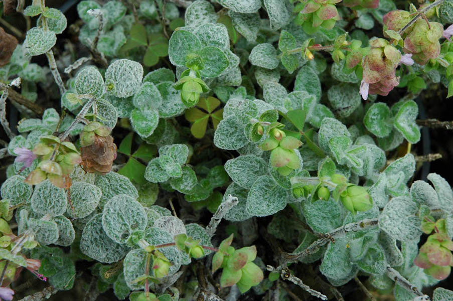 Origanum dictamnus en fleurs sur des falaises calcaires en Crète